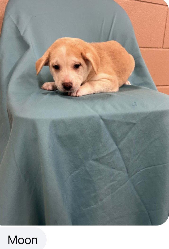 Moon, Adopted, Puppy Female Cattle Dog & Terrier.