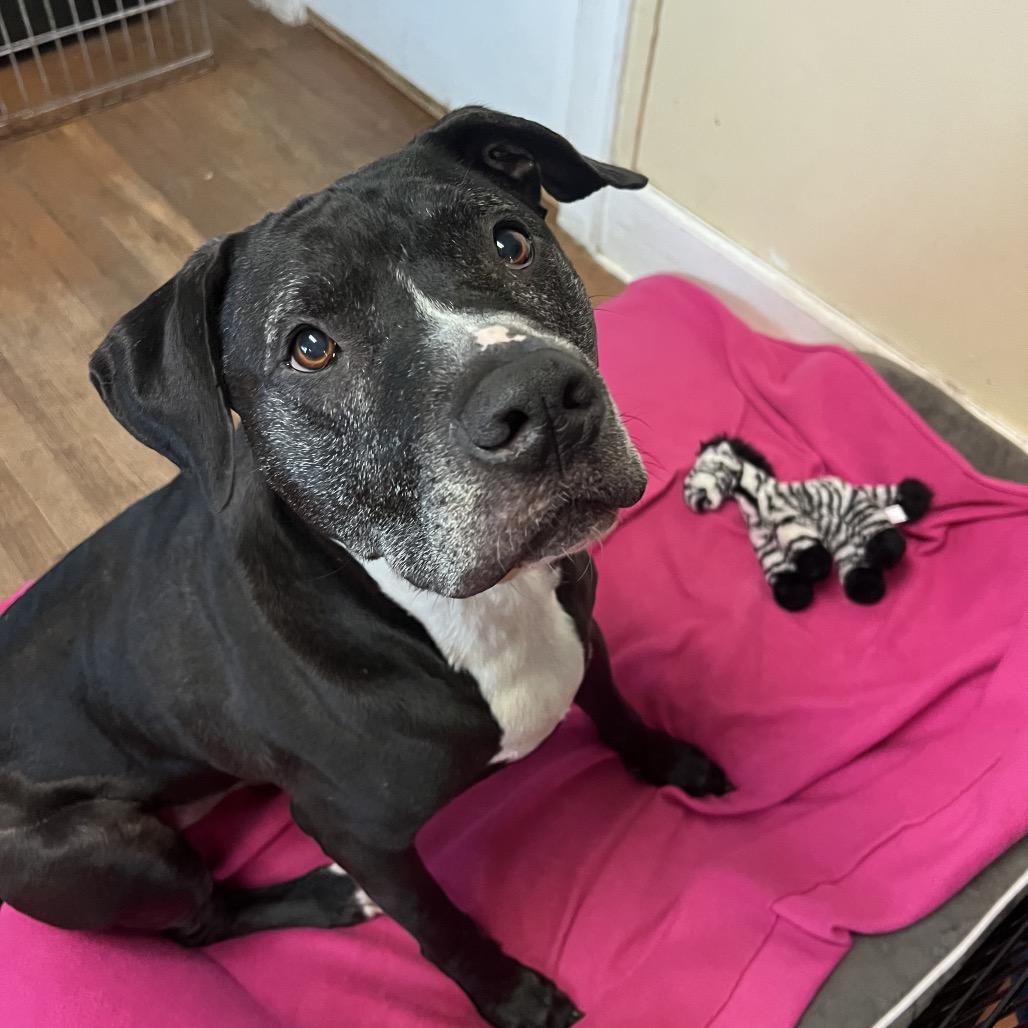 Bubba 2149, Adoptable, Senior Male Great Dane & Mixed Breed.