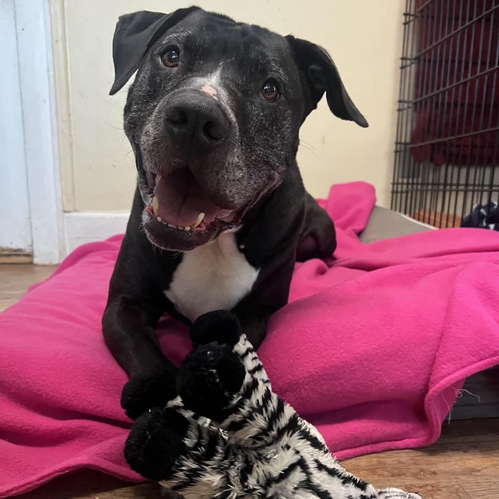 Enlarge Bubba 2149, a Adoptable mixed breed in Kansas City, MO image 3/6