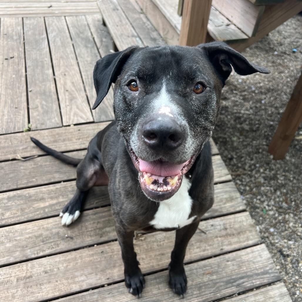 Enlarge Bubba 2149, a Adoptable mixed breed in Kansas City, MO image 4/6