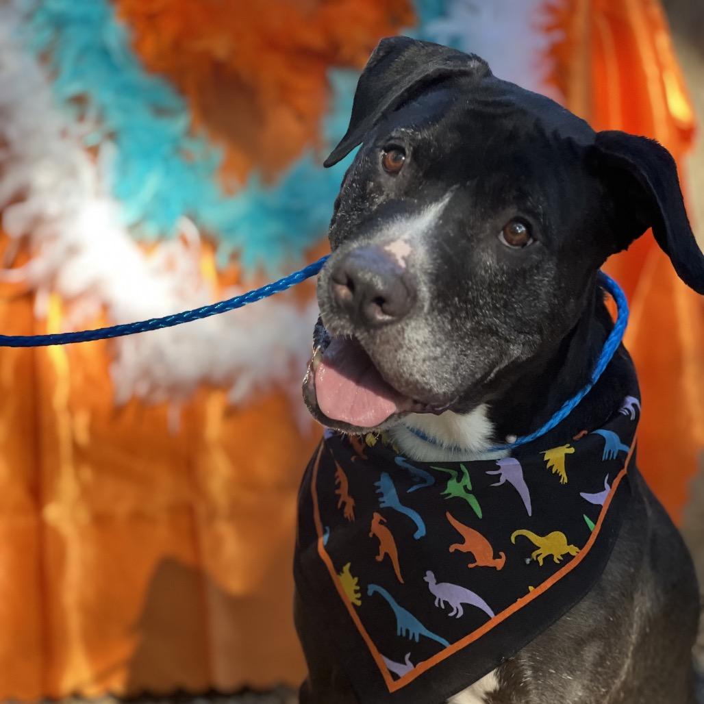 Enlarge Bubba 2149, a Adoptable mixed breed in Kansas City, MO image 5/6