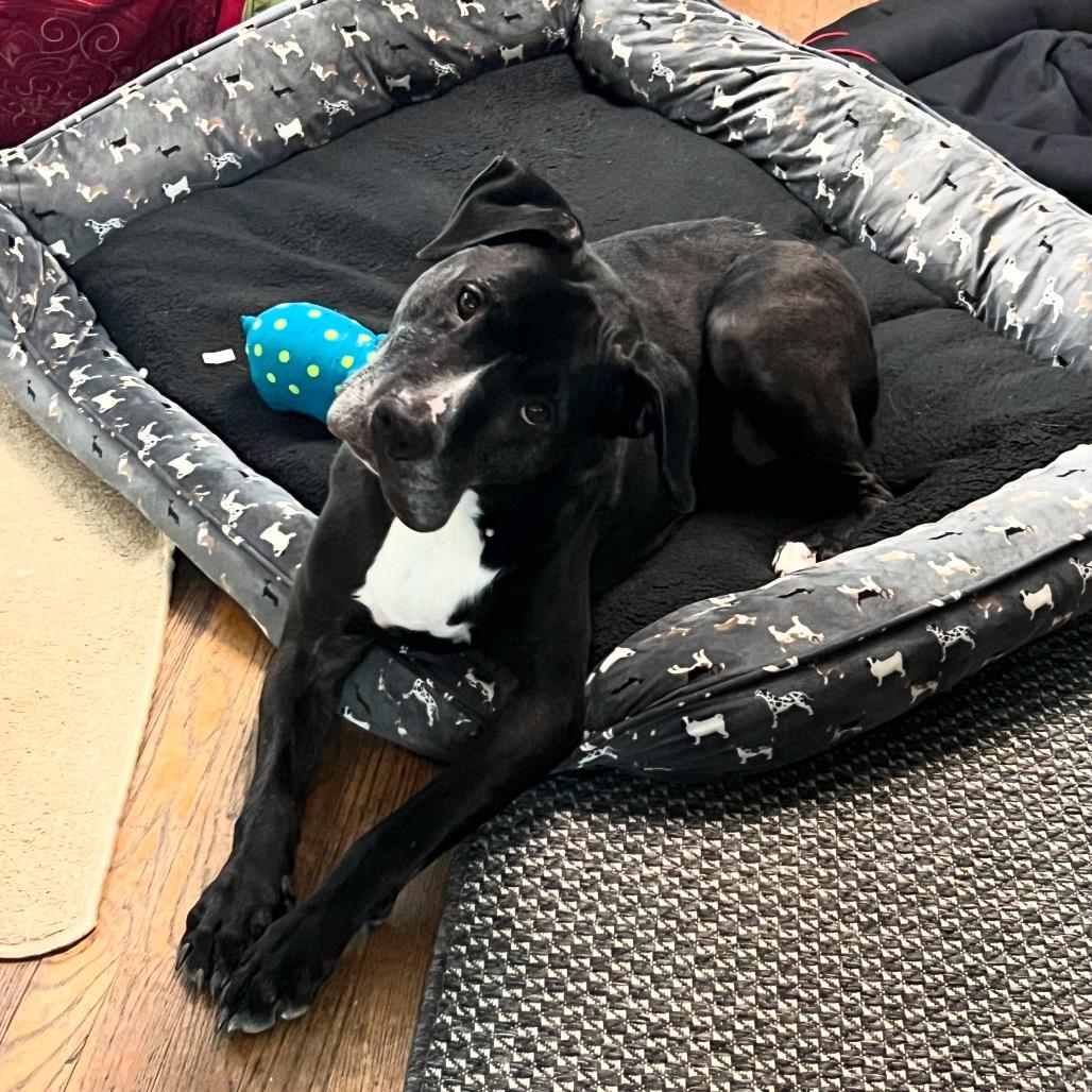 Enlarge Bubba 2149, a Adoptable mixed breed in Kansas City, MO image 6/6