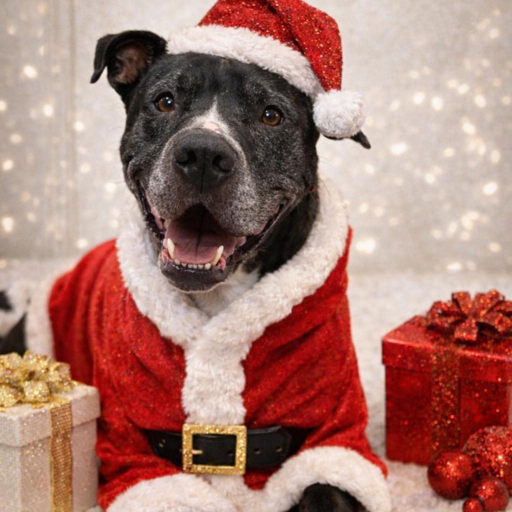 Enlarge Bubba 2149, a Adoptable mixed breed in Kansas City, MO image 1/6