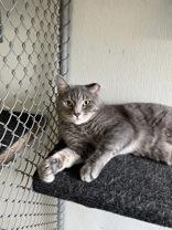 Doug, ADOPTABLE, Young Male Domestic Short Hair.