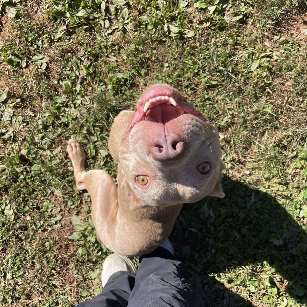 Draco, Adoptable, Adult Male American Staffordshire Terrier.