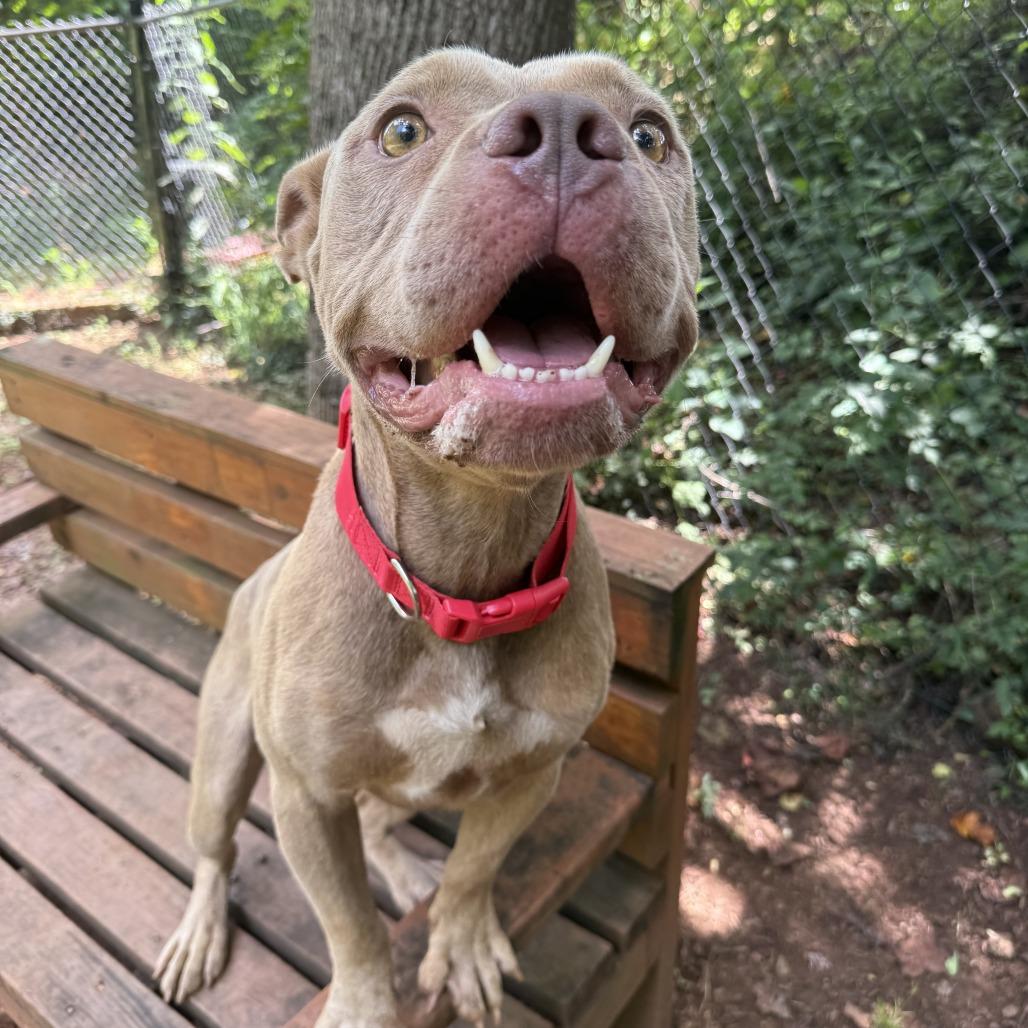 Enlarge Draco, a Adoptable American Staffordshire Terrier in Sherwood, OR image 2/6