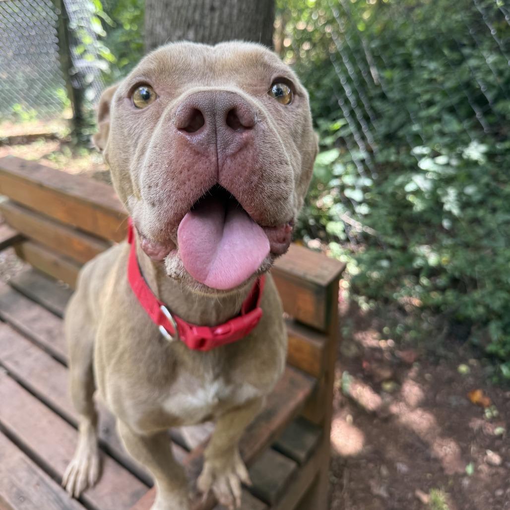 Enlarge Draco, a Adoptable American Staffordshire Terrier in Sherwood, OR image 3/6