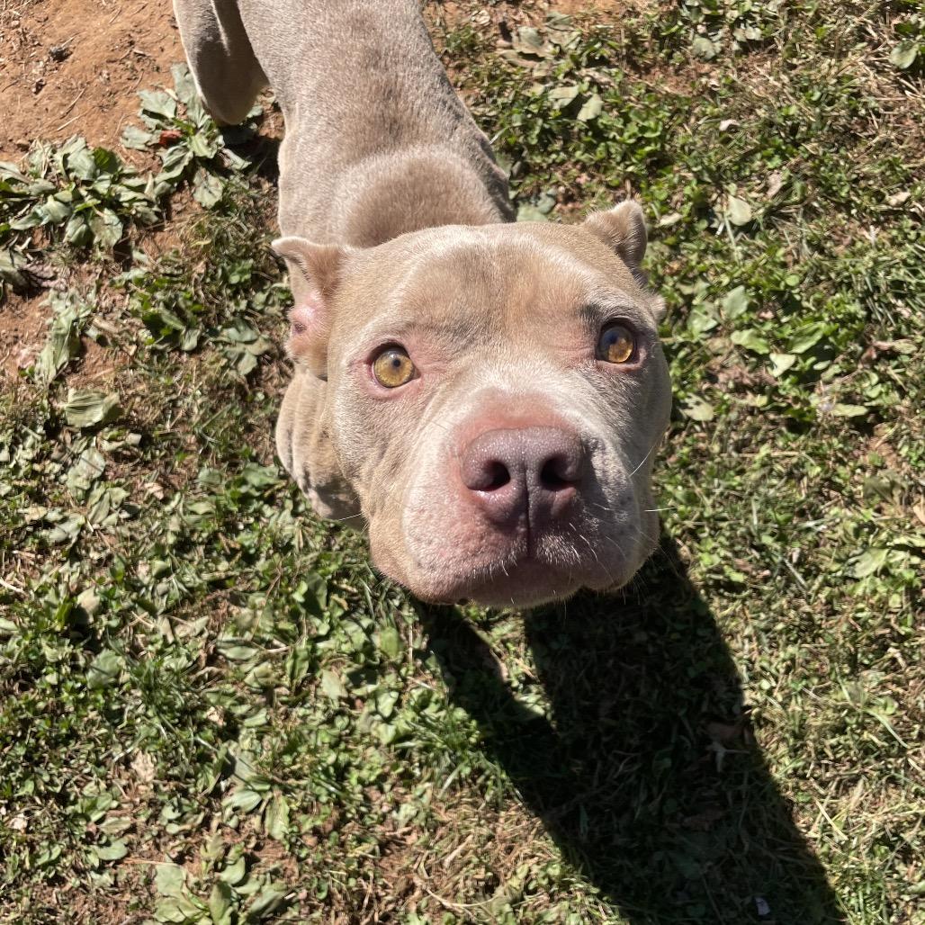 Enlarge Draco, a Adoptable American Staffordshire Terrier in Sherwood, OR image 4/6