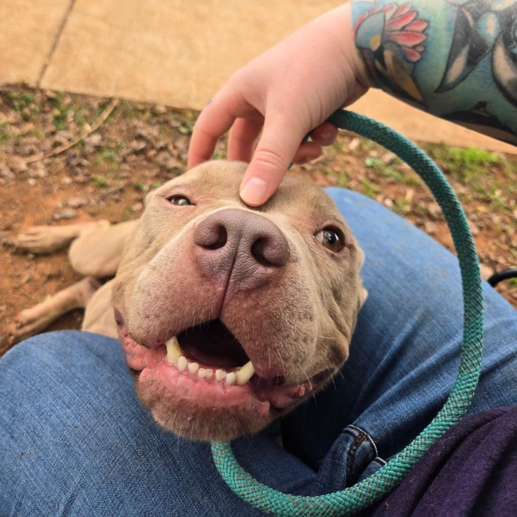 Enlarge Draco, a Adoptable American Staffordshire Terrier in Sherwood, OR image 5/6