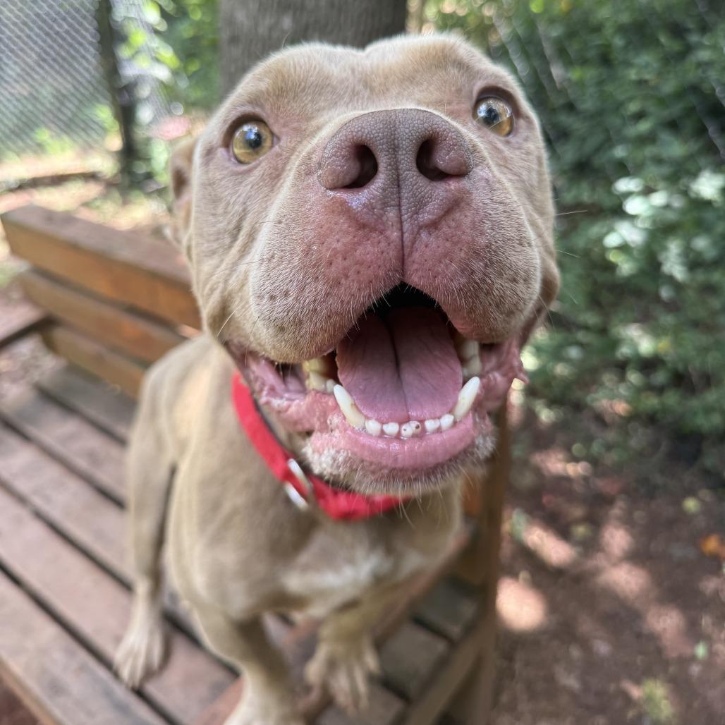 Enlarge Draco, a Adoptable American Staffordshire Terrier in Sherwood, OR image 6/6