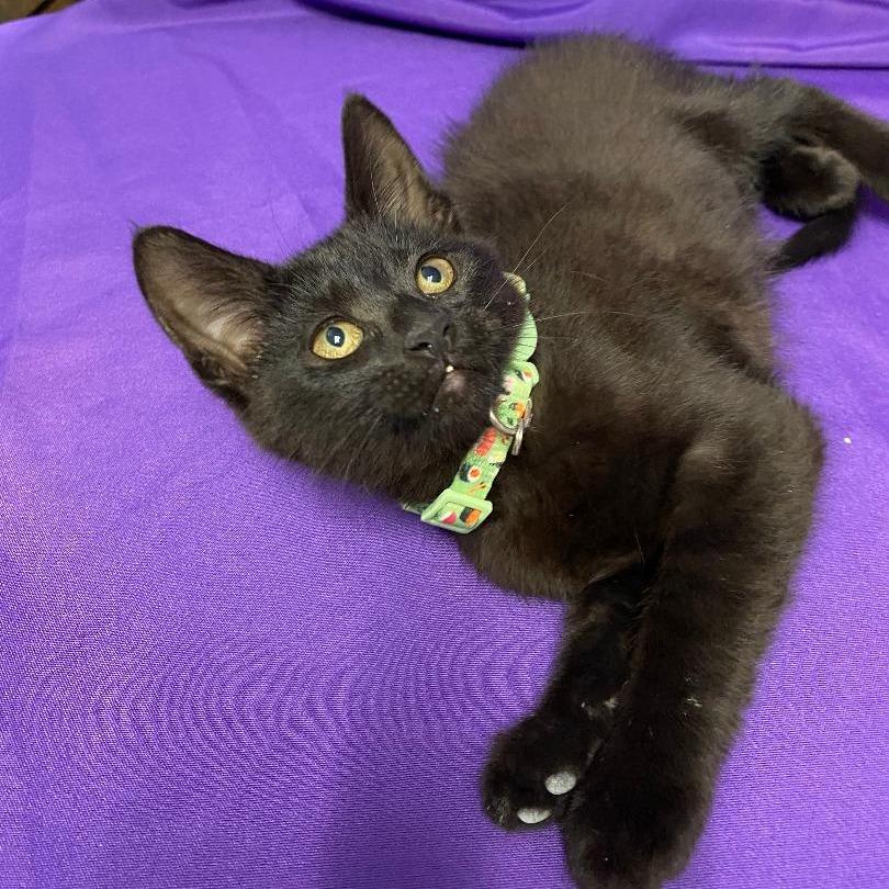 Udele, a Adoptable Domestic Short Hair in North Myrtle Beach, SC image 1/2