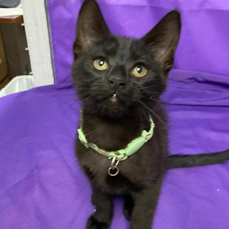 Udele, a Adoptable Domestic Short Hair in North Myrtle Beach, SC image 2/2