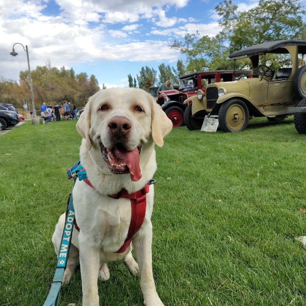 Enlarge Milo, a Adoptable Yellow Labrador Retriever in Murray, UT image 1/6