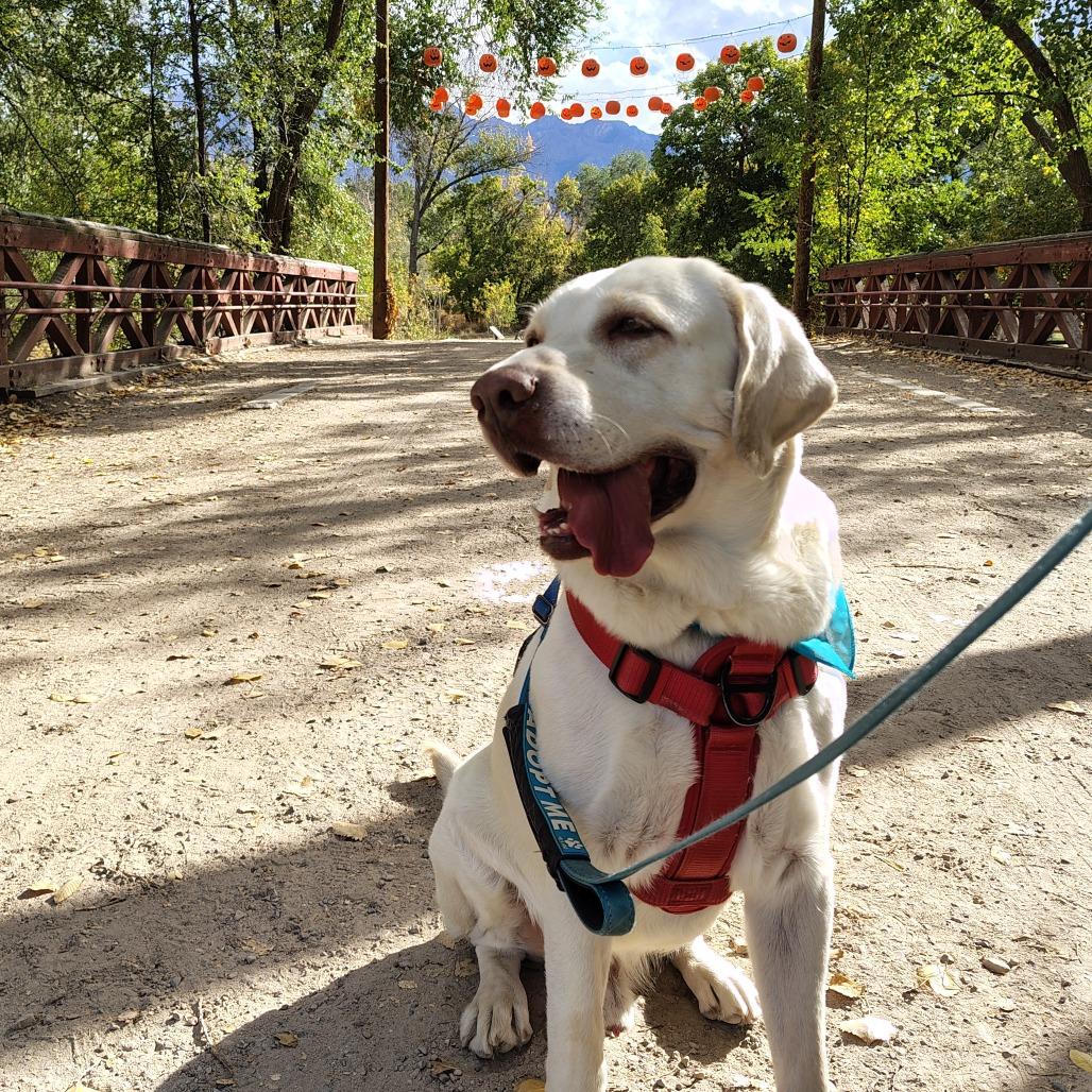 Enlarge Milo, a Adoptable Yellow Labrador Retriever in Murray, UT image 2/6