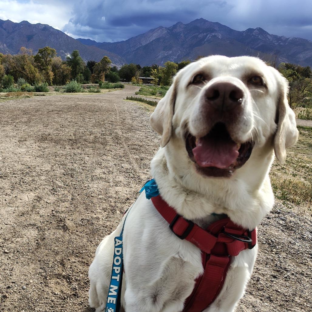 Enlarge Milo, a Adoptable Yellow Labrador Retriever in Murray, UT image 3/6