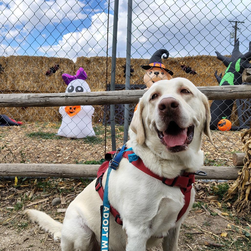 Enlarge Milo, a Adoptable Yellow Labrador Retriever in Murray, UT image 4/6