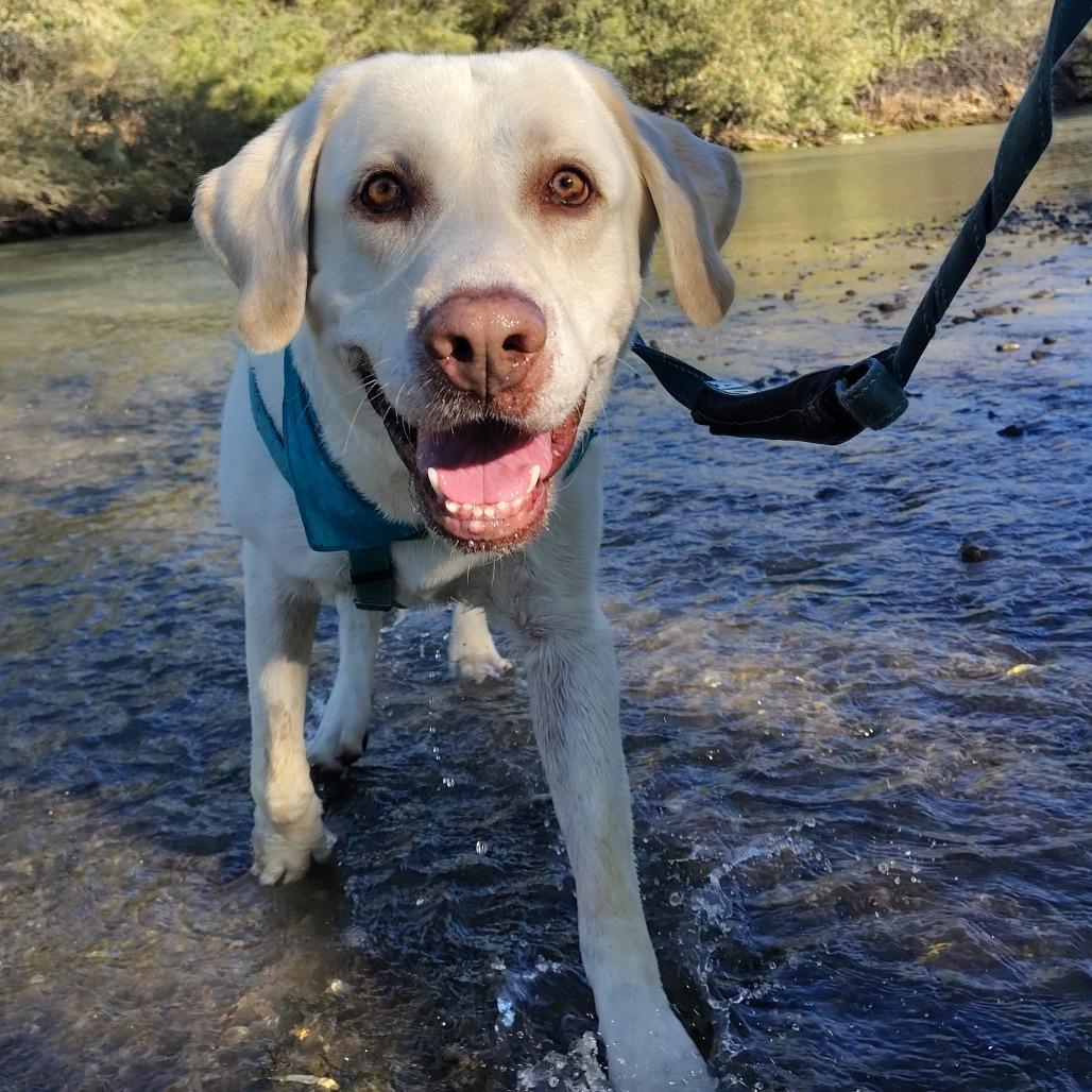 Enlarge Milo, a Adoptable Yellow Labrador Retriever in Murray, UT image 5/6