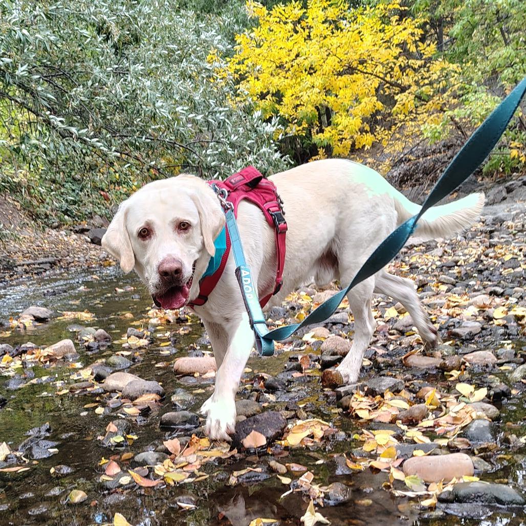 Enlarge Milo, a Adoptable Yellow Labrador Retriever in Murray, UT image 6/6