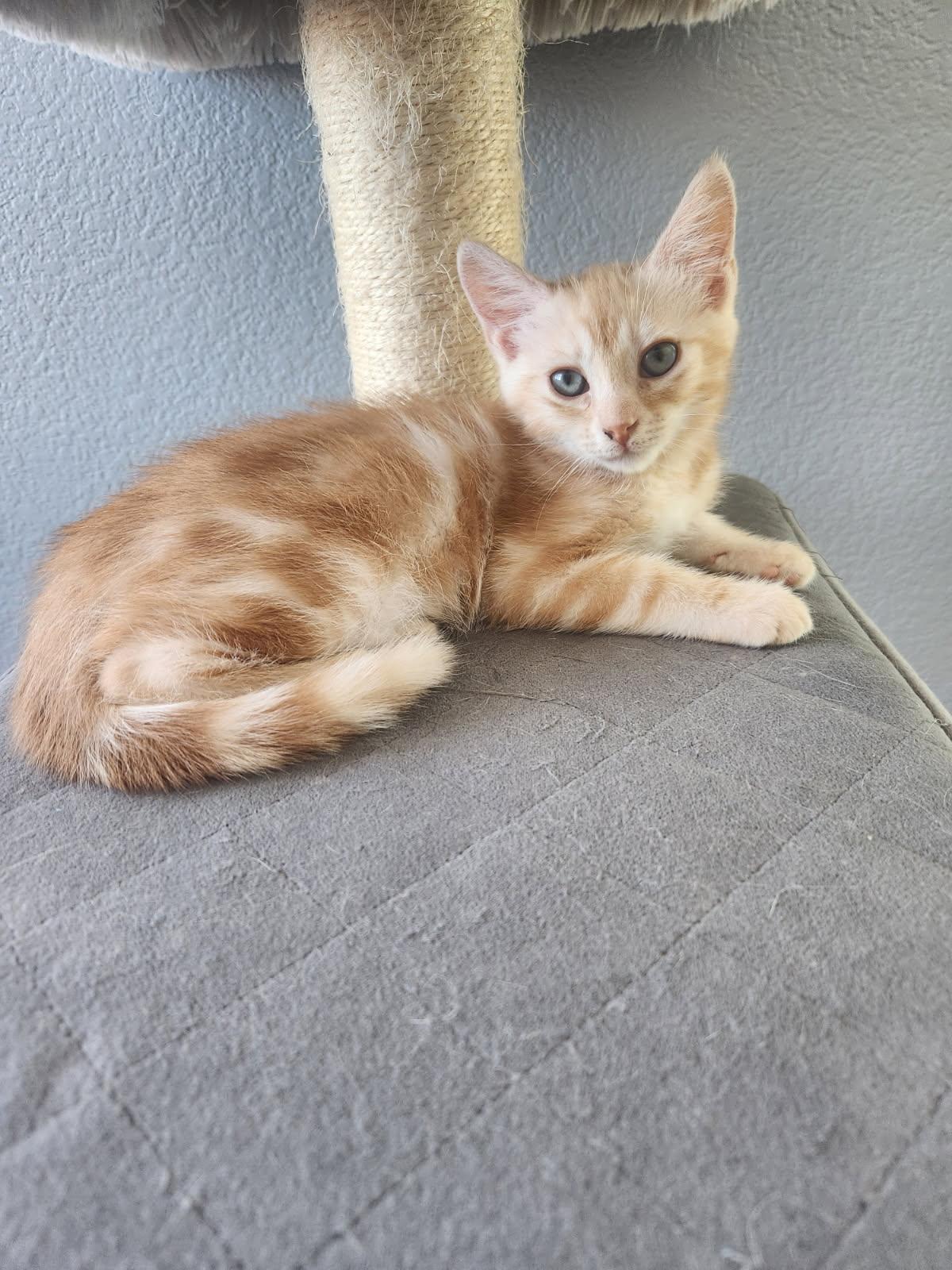 Julius, Adoptable, Kitten Male Domestic Short Hair.