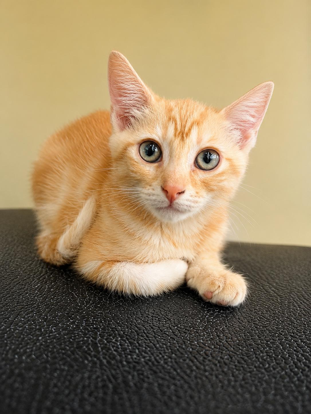 Enlarge Julius, a Adoptable Domestic Short Hair in Rio Linda, CA image 2/3