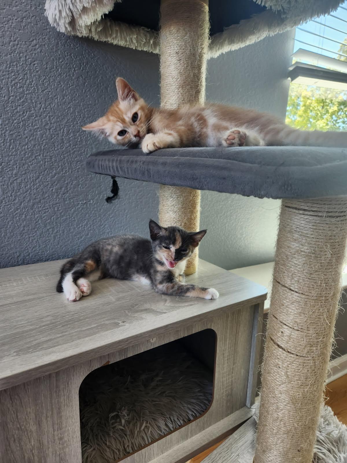 Enlarge Julius, a Adoptable Domestic Short Hair in Rio Linda, CA image 3/3