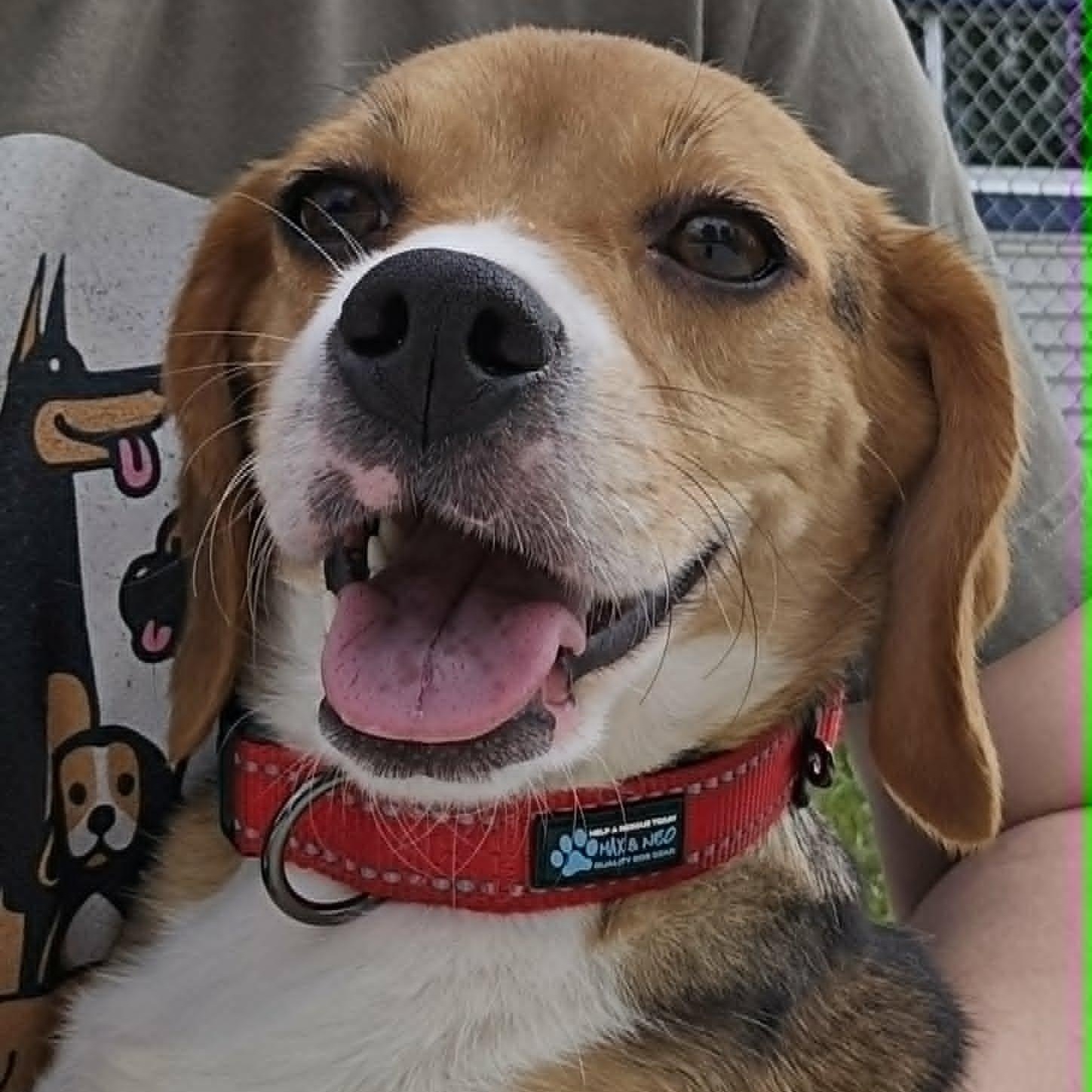 Pickles, a ADOPTABLE Beagle in Watertown, WI image 1/3