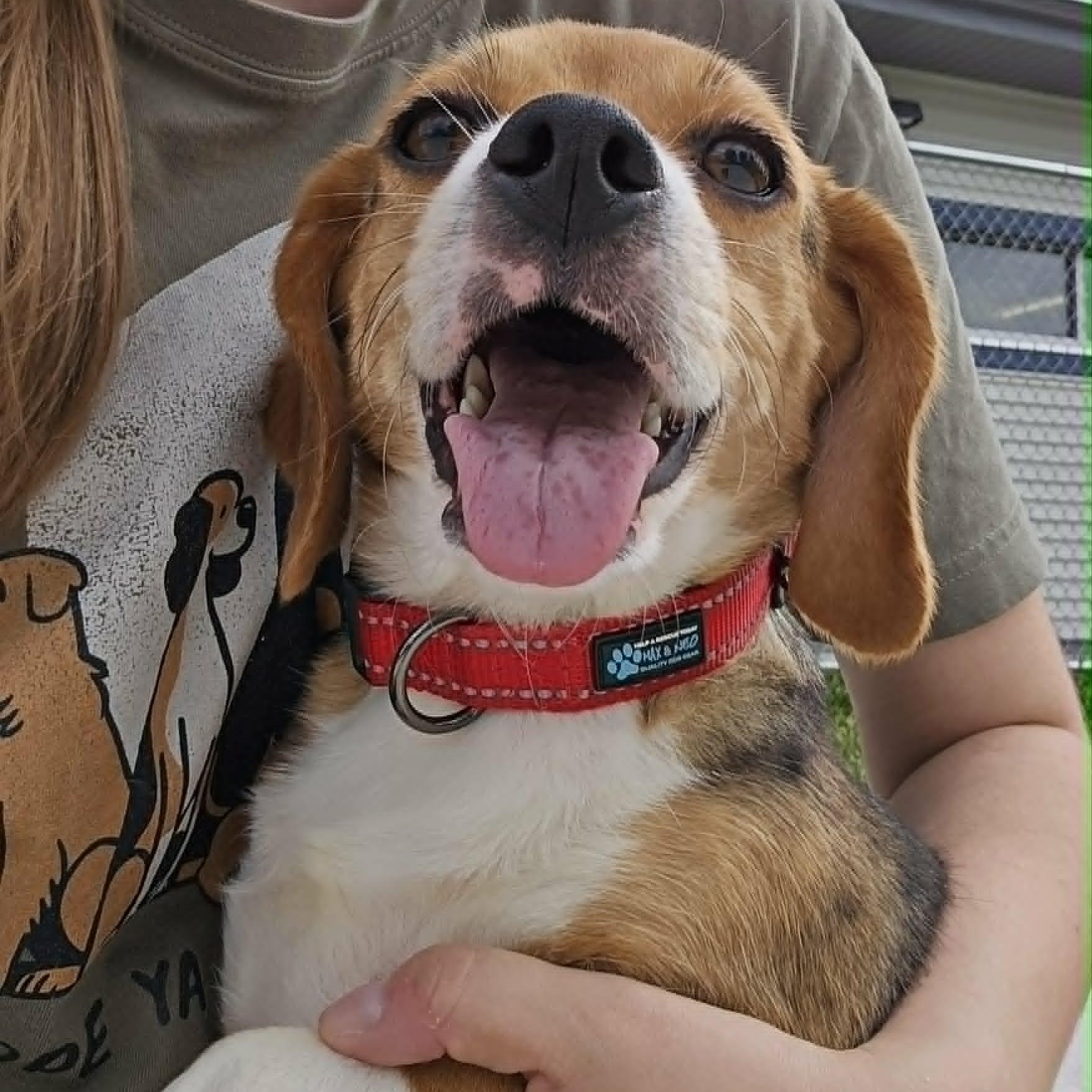 Pickles, a ADOPTABLE Beagle in Watertown, WI image 3/3