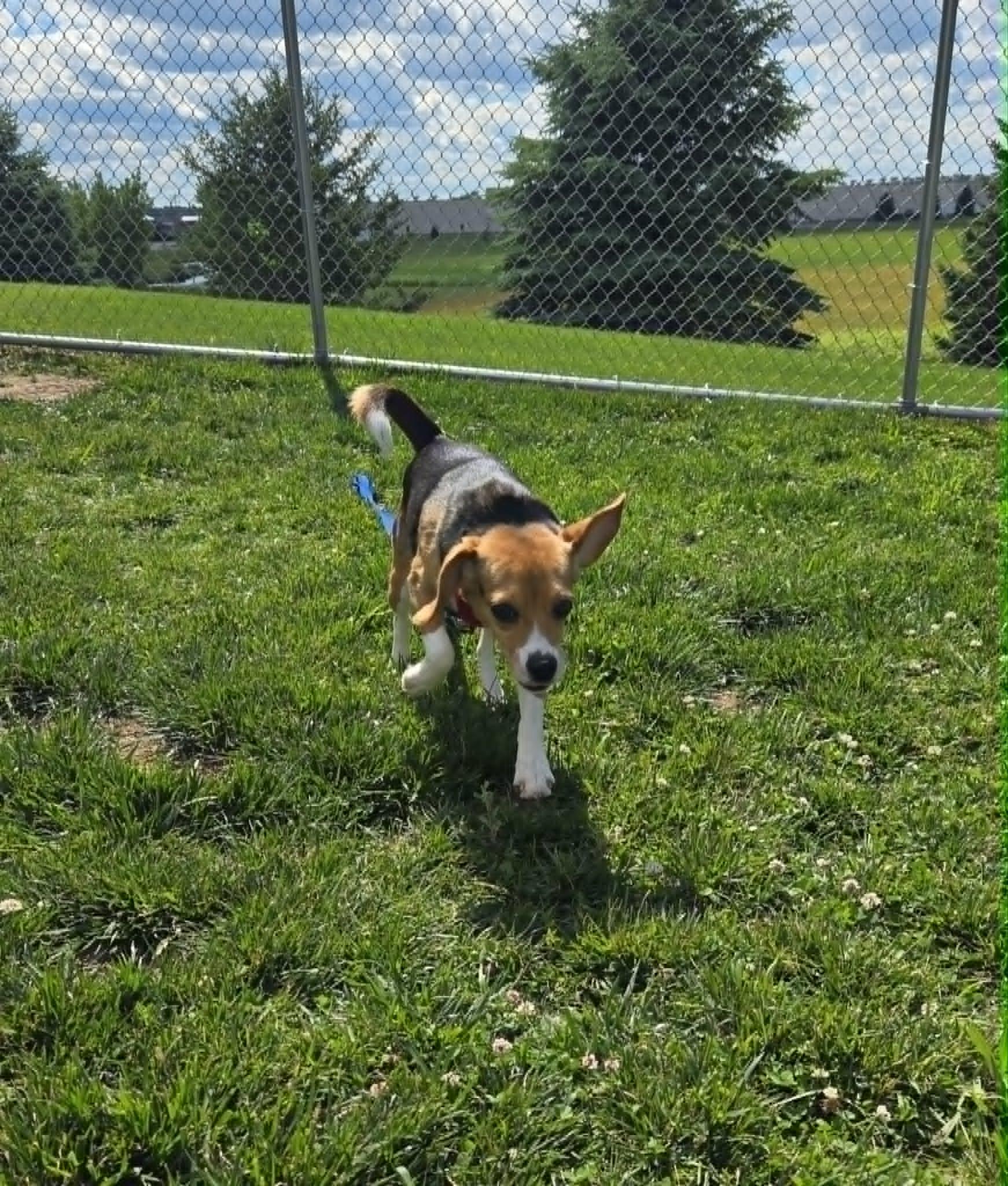 Pickles, a ADOPTABLE Beagle in Watertown, WI image 2/3