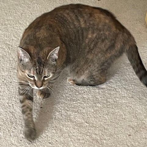 Whisky, Adoptable, Adult Female Domestic Short Hair.