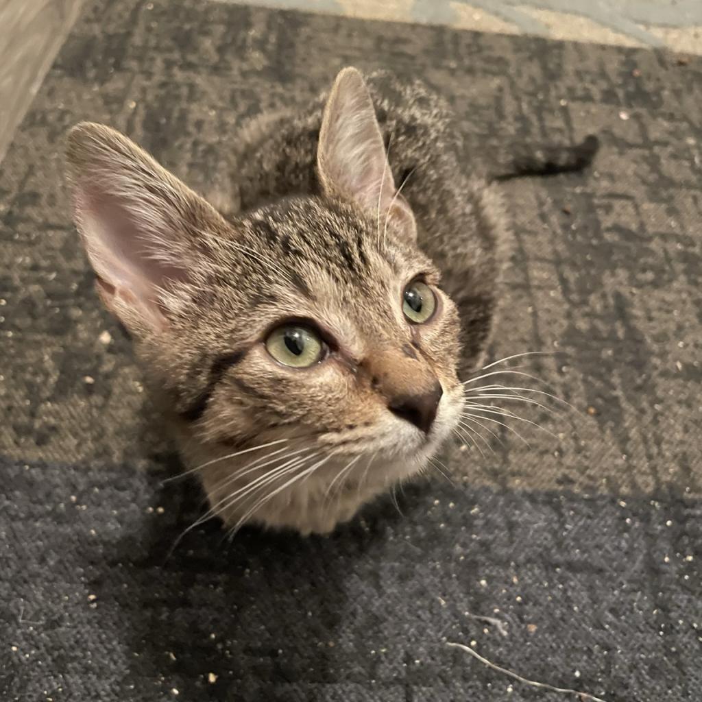 Enlarge Whisky, a Adoptable mixed breed in Bulverde, TX image 2/3