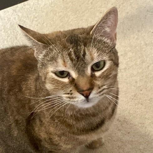 Enlarge Whisky, a Adoptable mixed breed in Bulverde, TX image 3/3