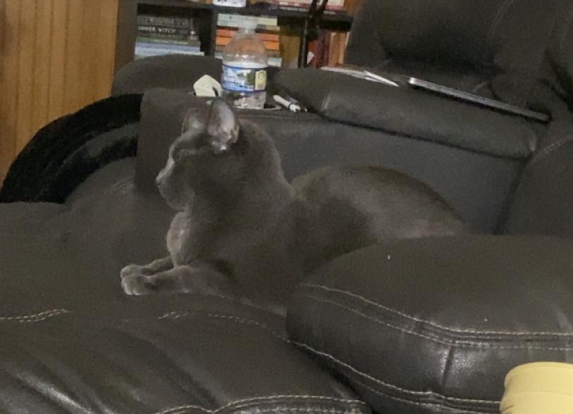 Enlarge Kaladin, a Adoptable Russian Blue in Coralville, IA image 1/2