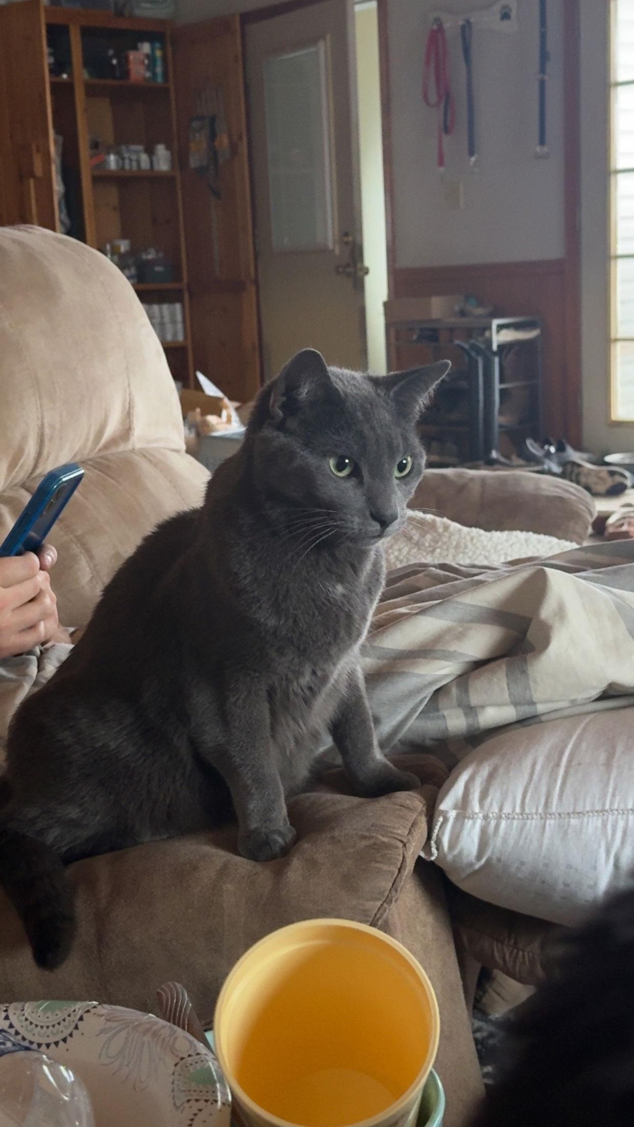 Kaladin — thumbnail 2