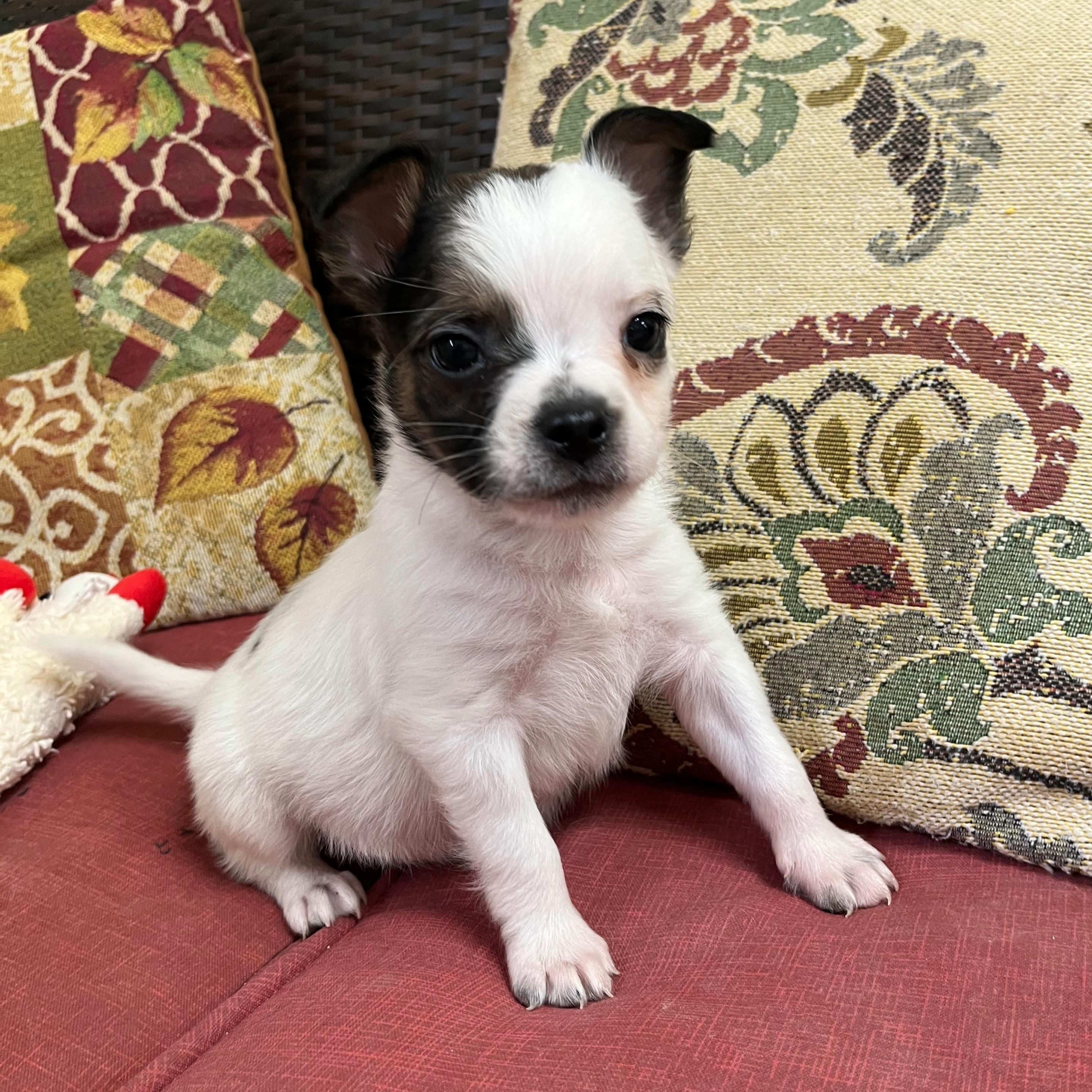 Queso, adopted, Puppy Male French Bulldog.