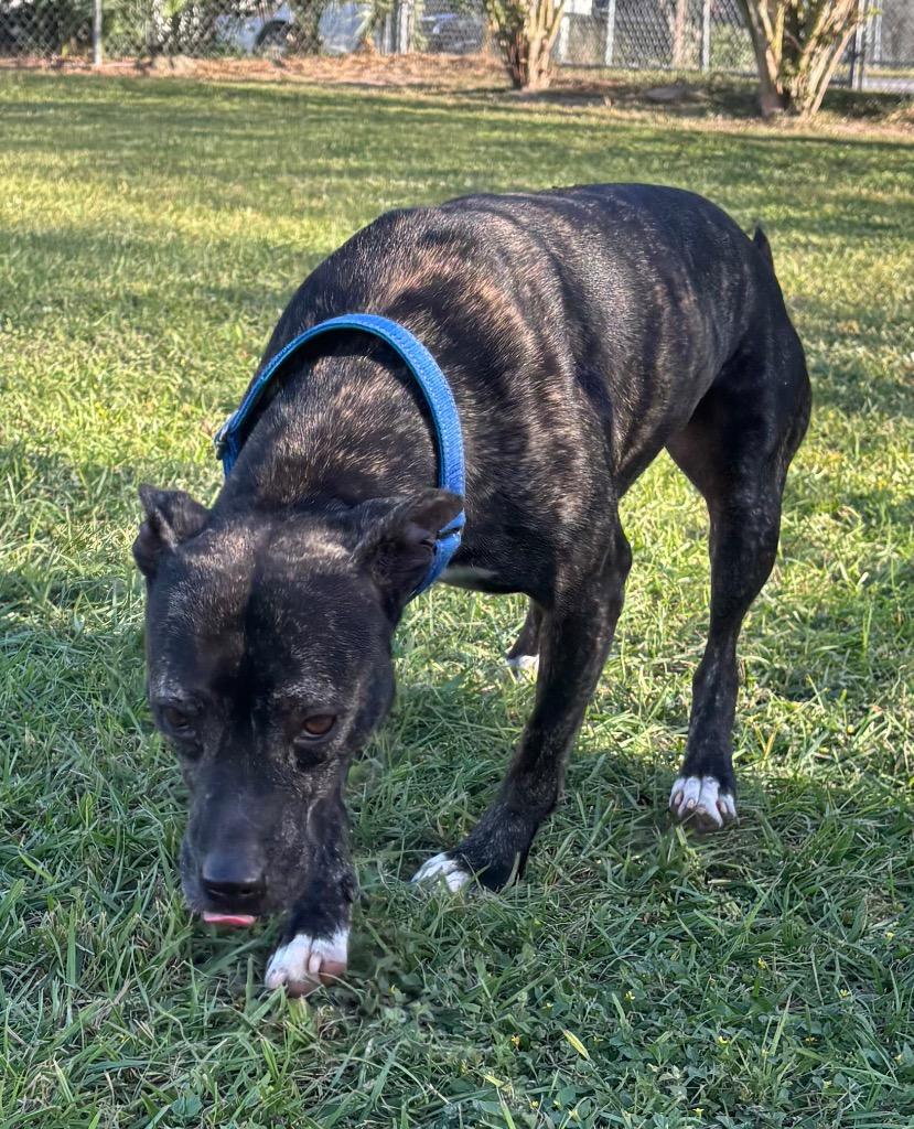 Enlarge Tabitha, a Adoptable Mixed Breed in Ocala, FL image 1/4