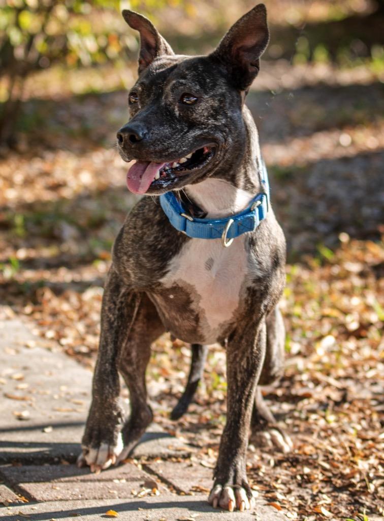 Enlarge Tabitha, a Adoptable Mixed Breed in Ocala, FL image 3/4