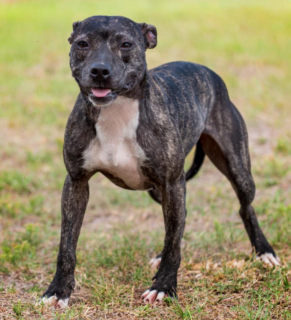 Tabitha, a Adoptable Mixed Breed in Ocala, FL image 3/3