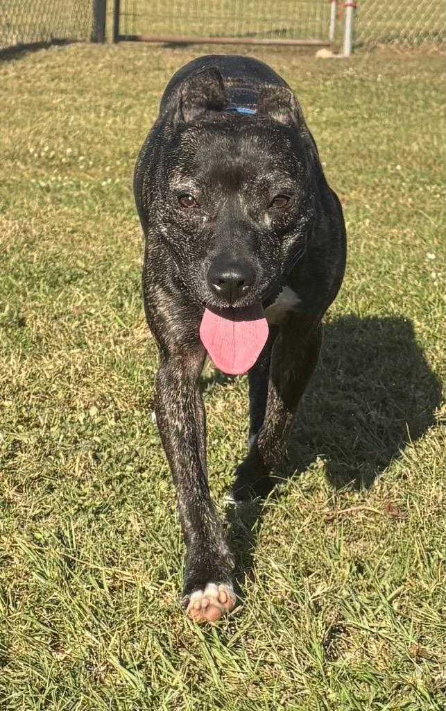 Enlarge Tabitha, a Adoptable Mixed Breed in Ocala, FL image 4/4