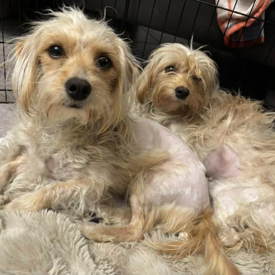 Maisy & Millie, a ADOPTABLE mixed breed in Boulder, CO image 2/6