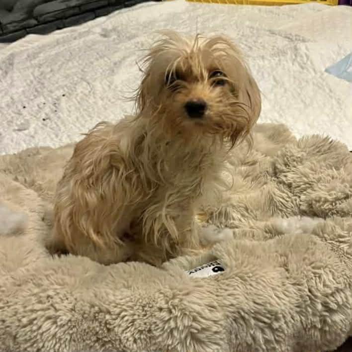 Maisy & Millie, a ADOPTABLE mixed breed in Boulder, CO image 5/6