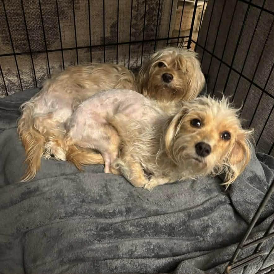 Maisy & Millie, a ADOPTABLE mixed breed in Boulder, CO image 3/6