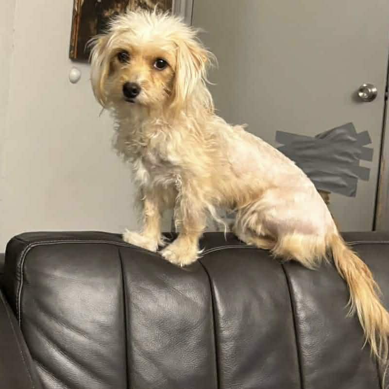 Maisy & Millie, a ADOPTABLE mixed breed in Boulder, CO image 4/6