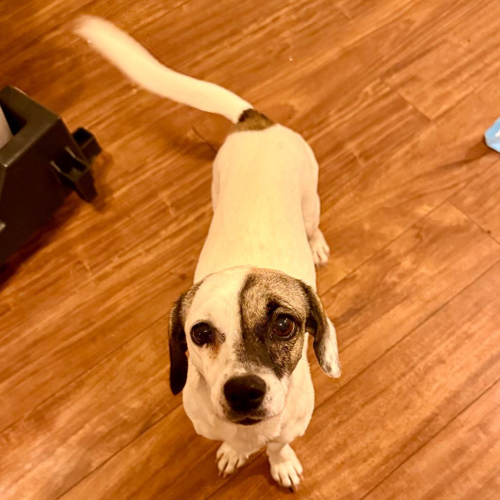 Peony, an adopted mixed breed in Ennis, TX image 3/3