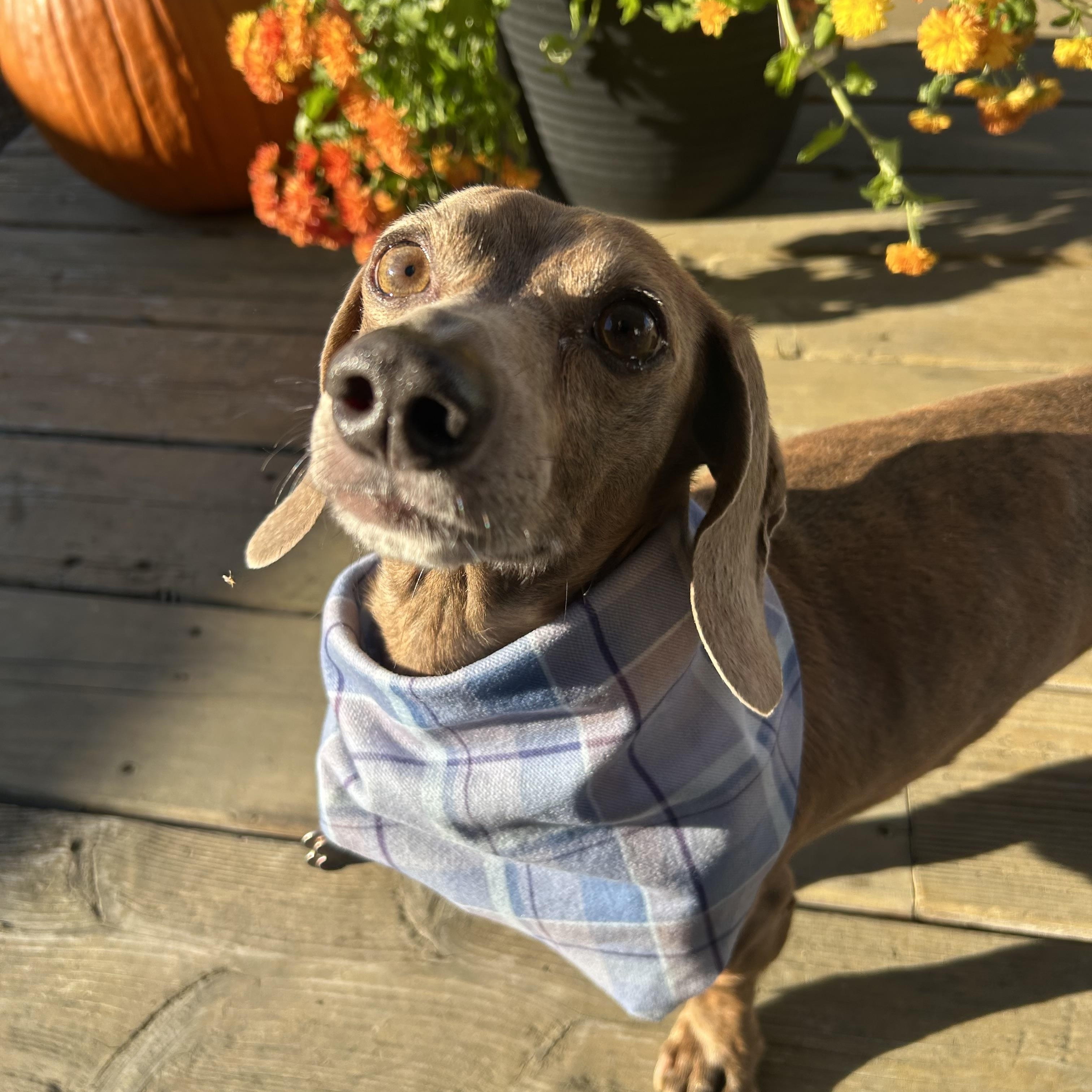 Yoda, Adoptable, Adult Male Dachshund.
