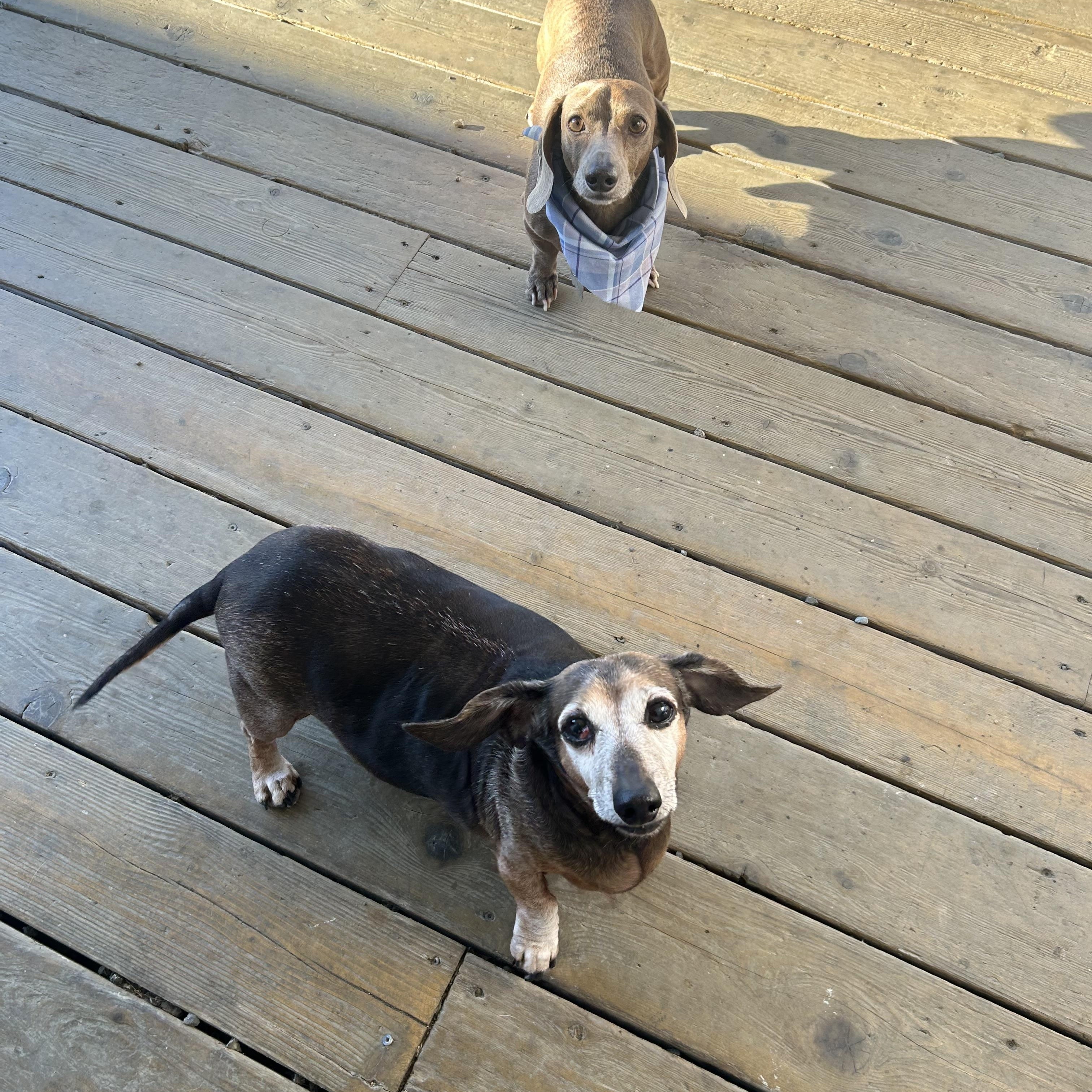 Enlarge Yoda, a Adoptable Dachshund in Auburn, WA image 3/6