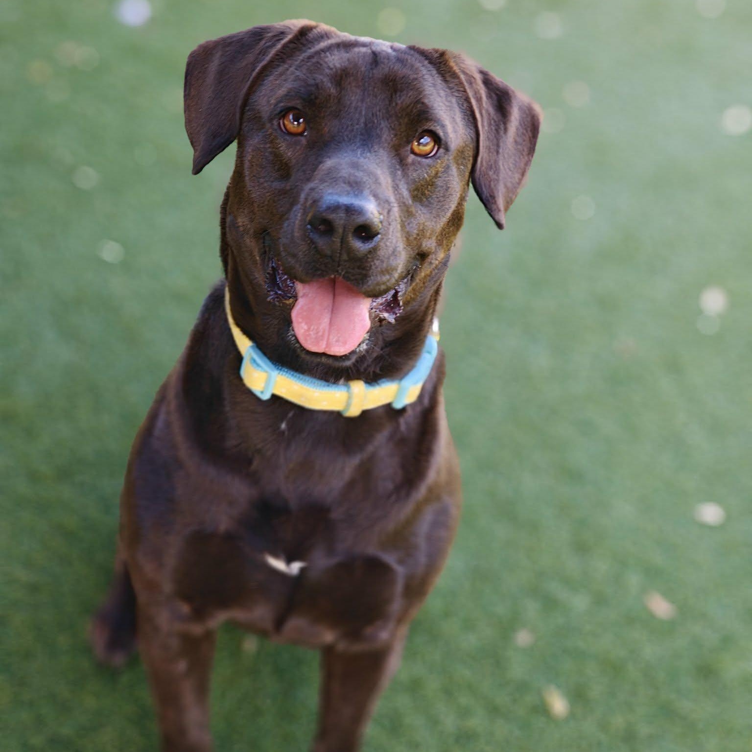 Jill, ADOPTABLE, Adult Female Labrador Retriever.