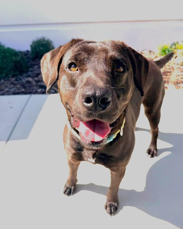 Jill, a ADOPTABLE mixed breed in Palm Harbor, FL image 1/2