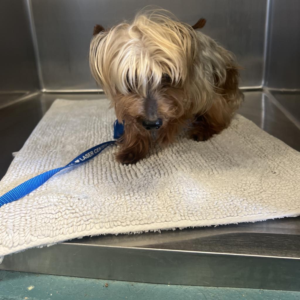 Mario, Adoptable, Senior Male Mixed Breed.