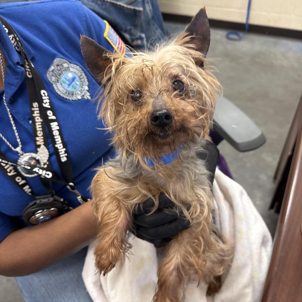 Enlarge Mario, a Adoptable Mixed Breed in Gainesville, GA image 2/2