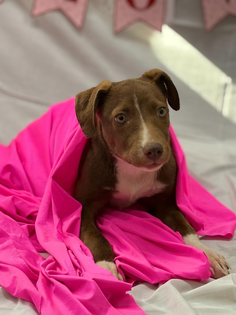 Chevy, a Adoptable mixed breed in Effingham, SC image 1/3